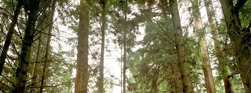 Trees in Stanley Park 