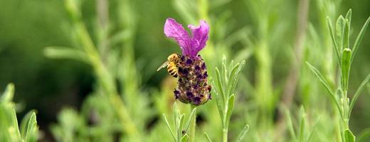 Community Pollinator Gardens